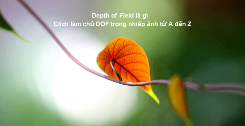 Depth of Field là gì? Cách làm chủ DOF trong nhiếp ảnh từ A đến Z