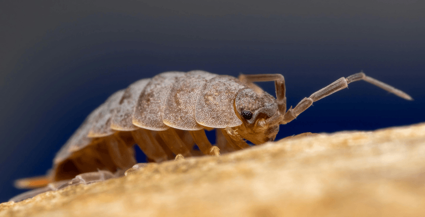 Chụp ảnh macro là gì