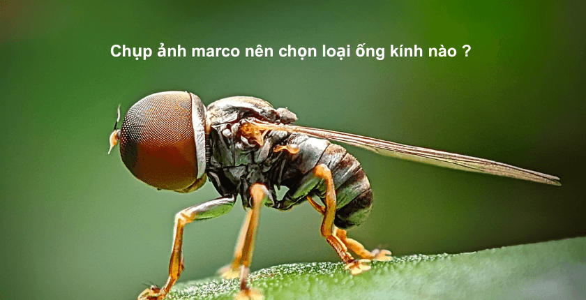 Chụp ảnh macro